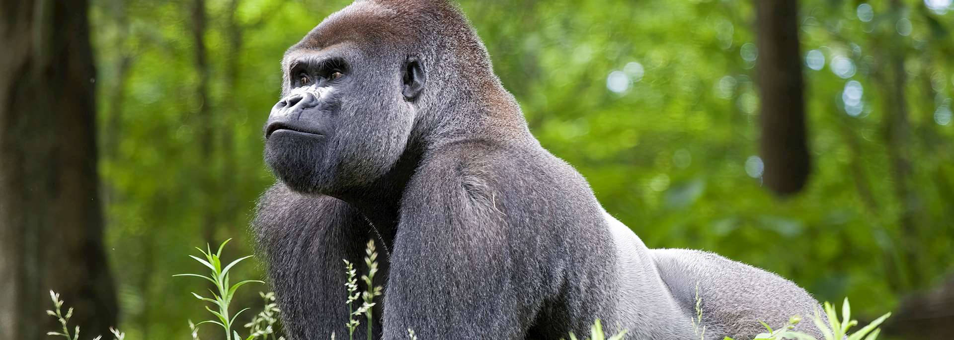 Silverback gorilla