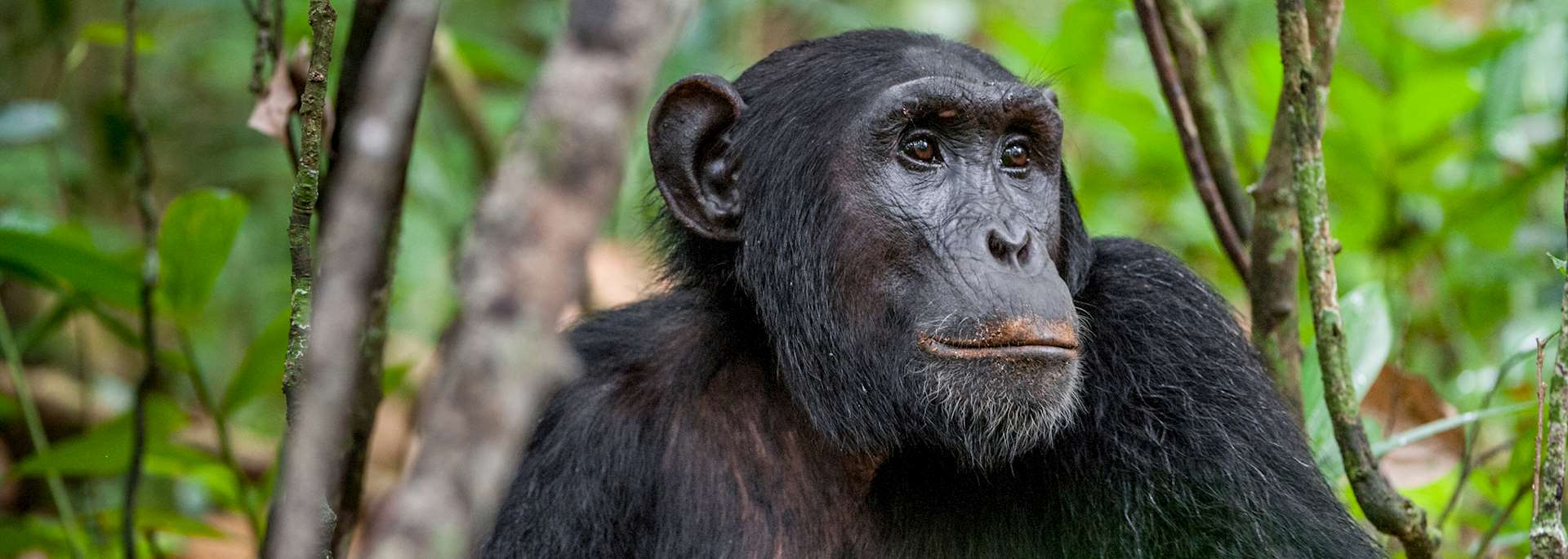Chimpanzee in Kibale Forest