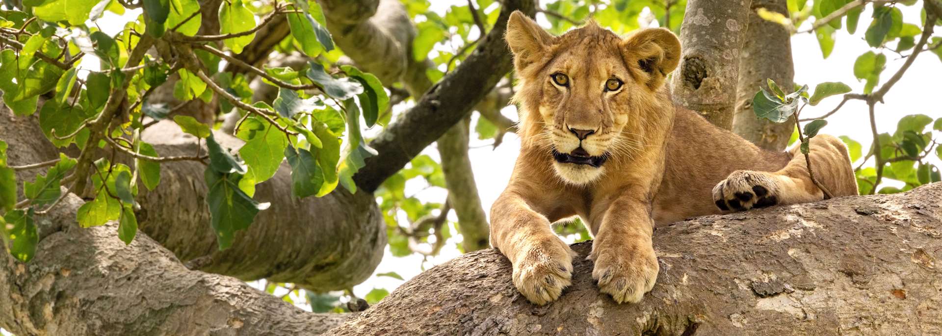 Lion in Queen Elizabeth National Park