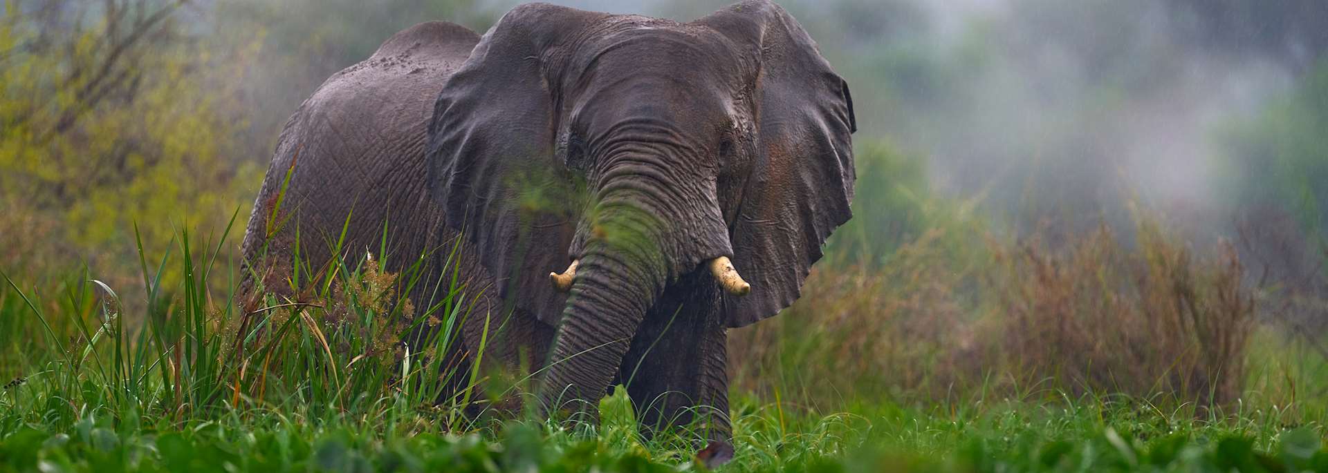 Elephant in Murchison Falls National Park