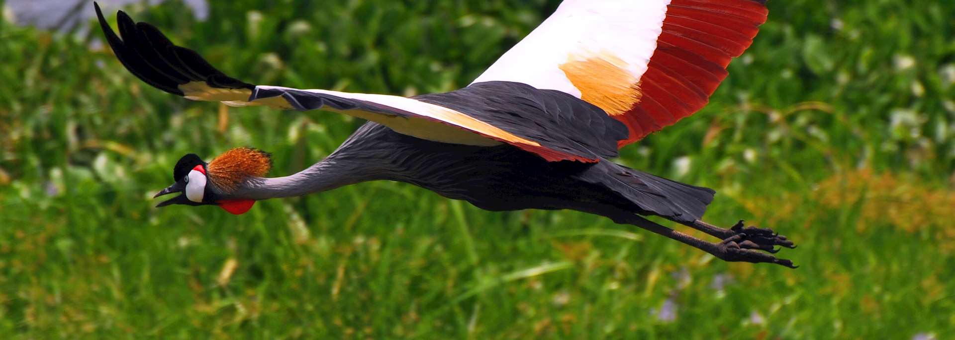 A crowned crane