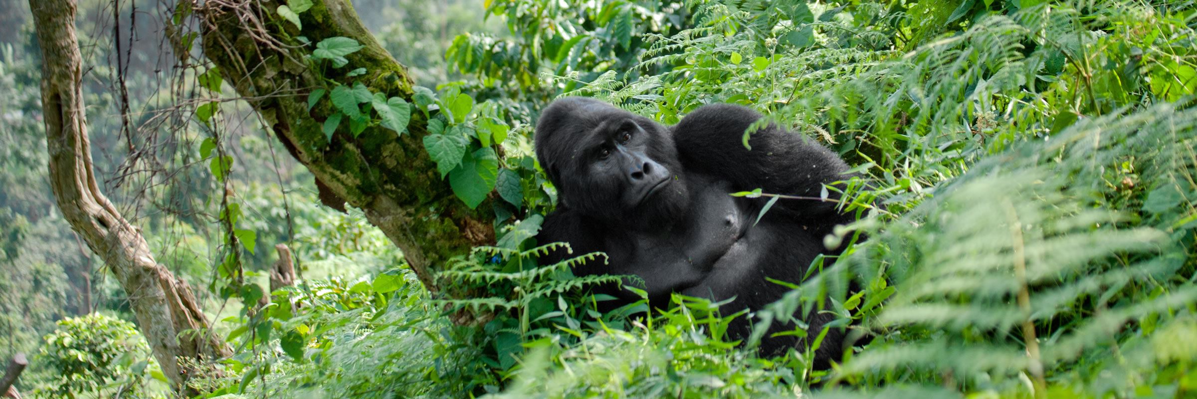 Mountain gorilla, Bwindi Impenetrable Forest National Park, Uganda