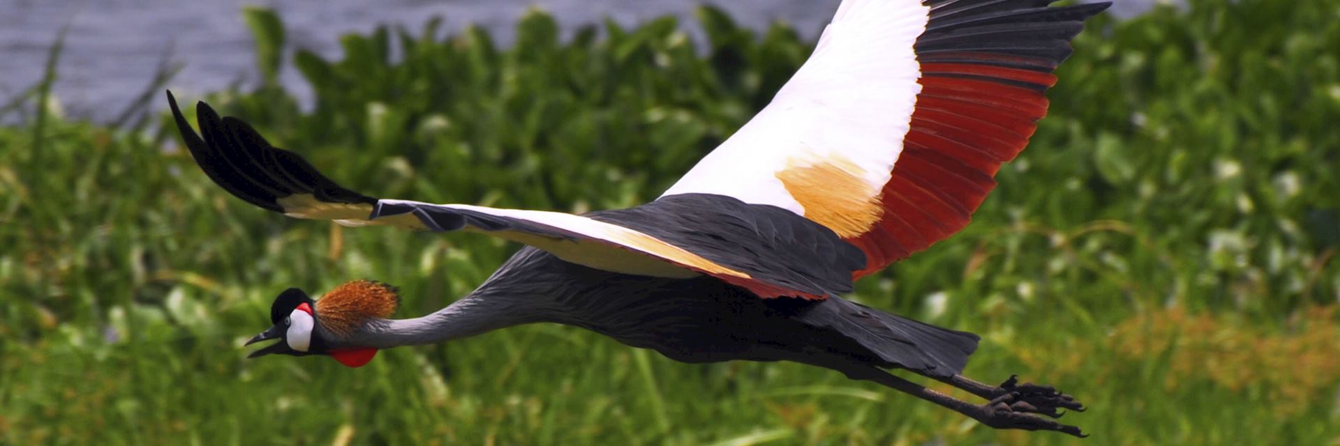 A crowned crane