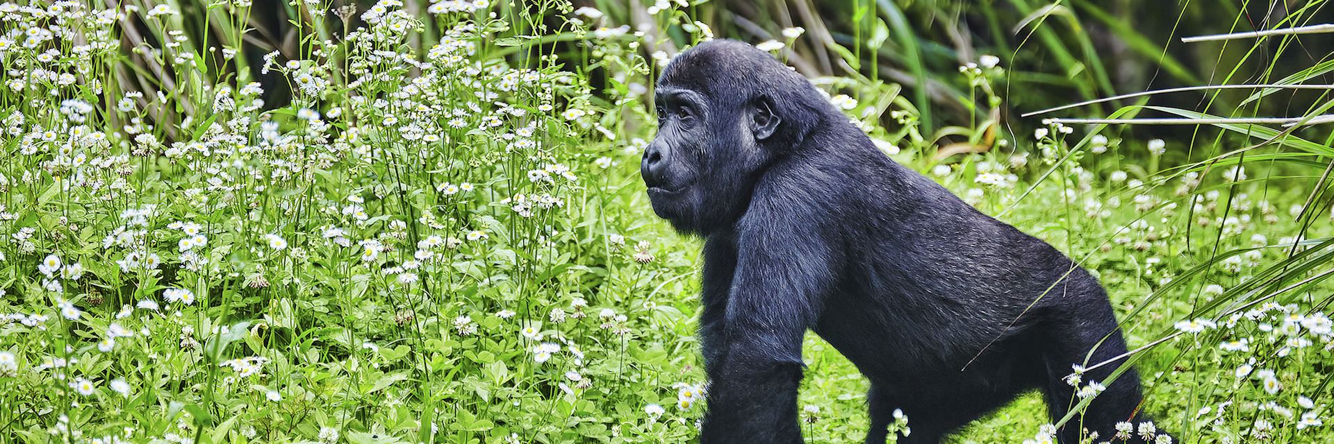 Mountain gorilla