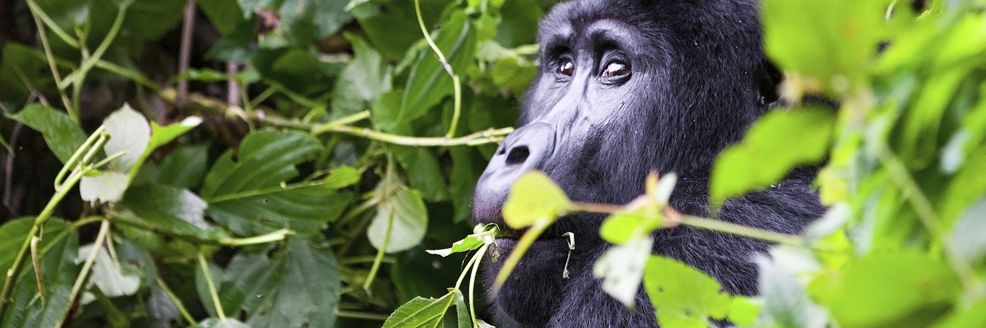 Male silverback, Bwindi Impenetrable Forest