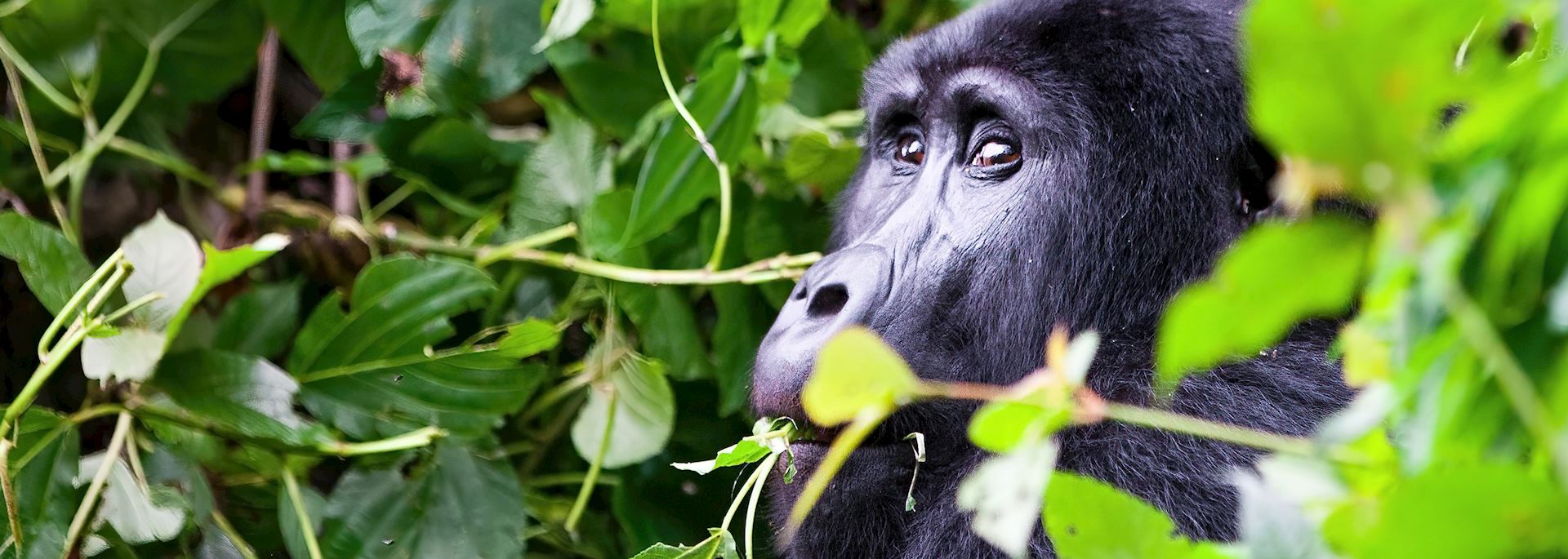 Mountain gorilla, Bwindi Impenetrable Forest