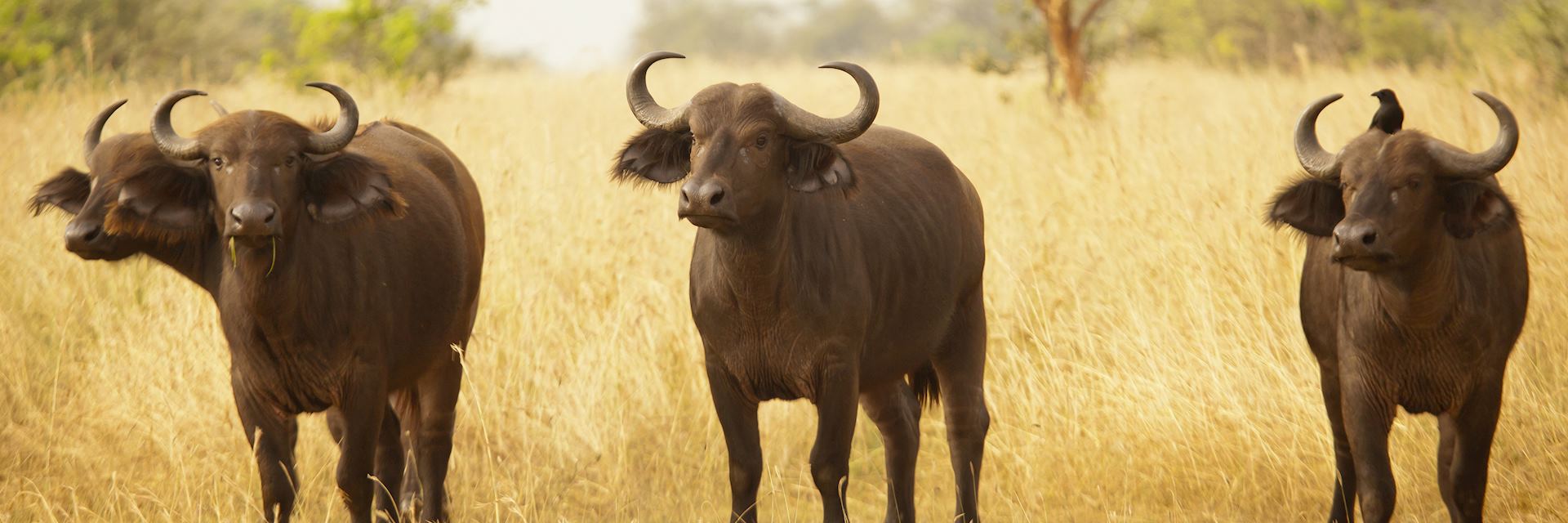 Cape buffalo, Murchison Falls National Park