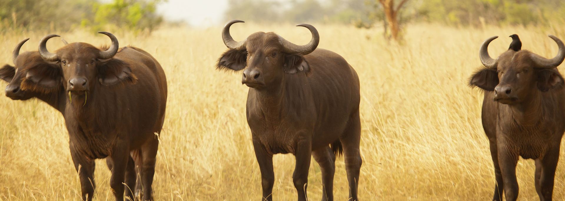 Cape buffalo, Murchison Falls National Park