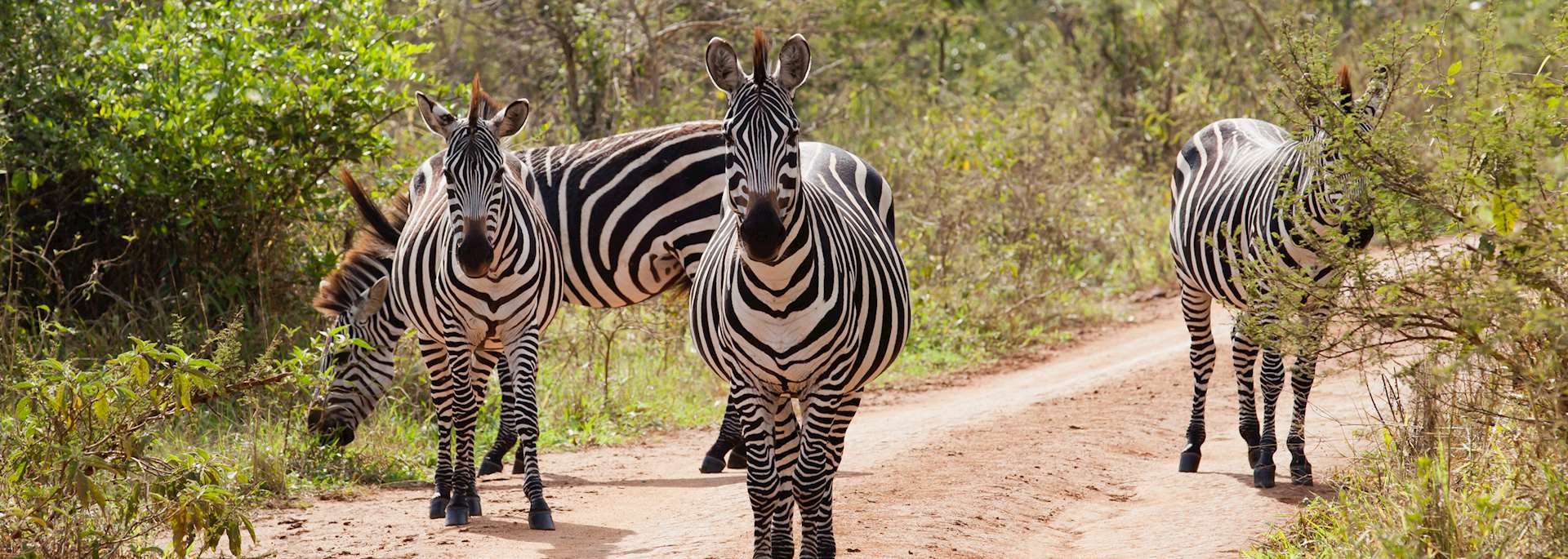 Zebra in Lake Mburo National Park