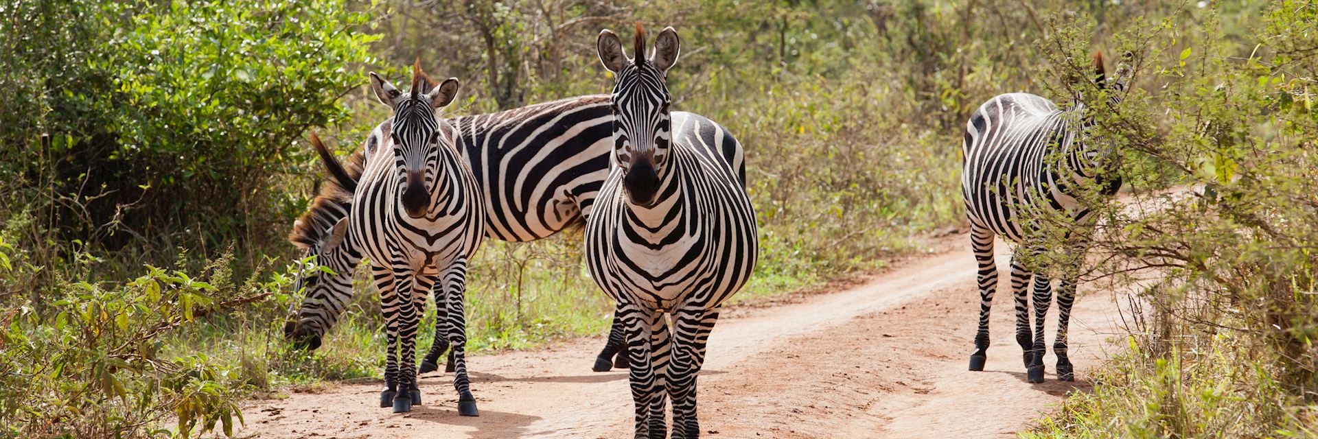 Zebra in Lake Mburo National Park