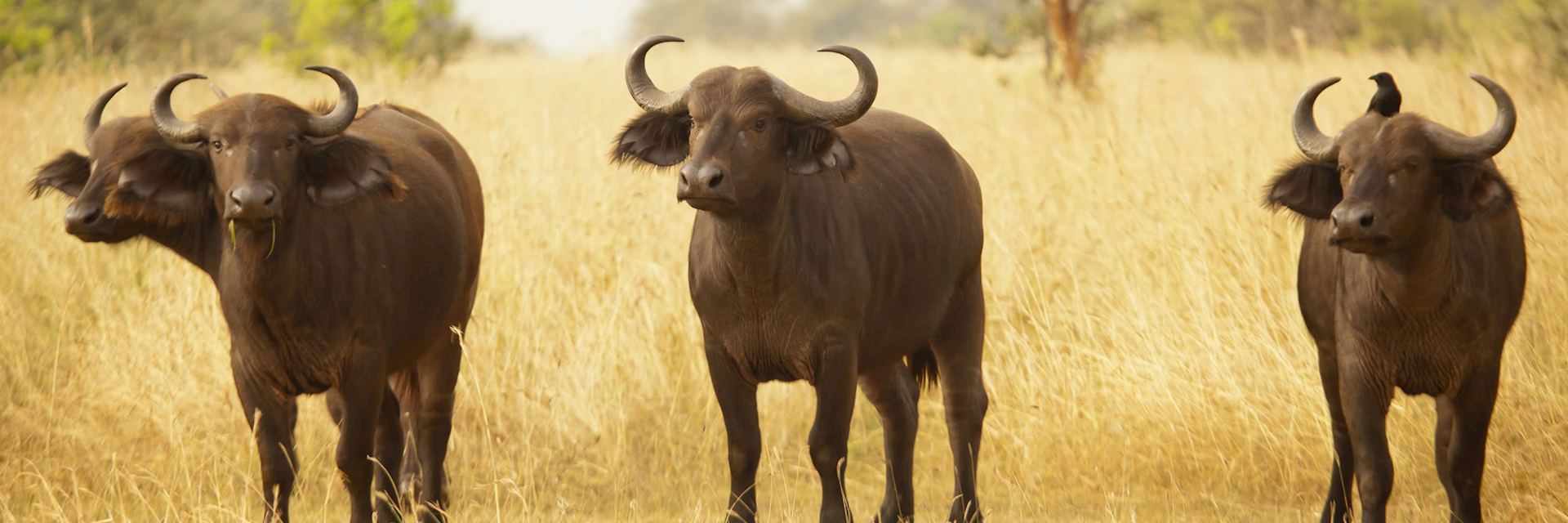 Cape buffalo, Murchison Falls National Park