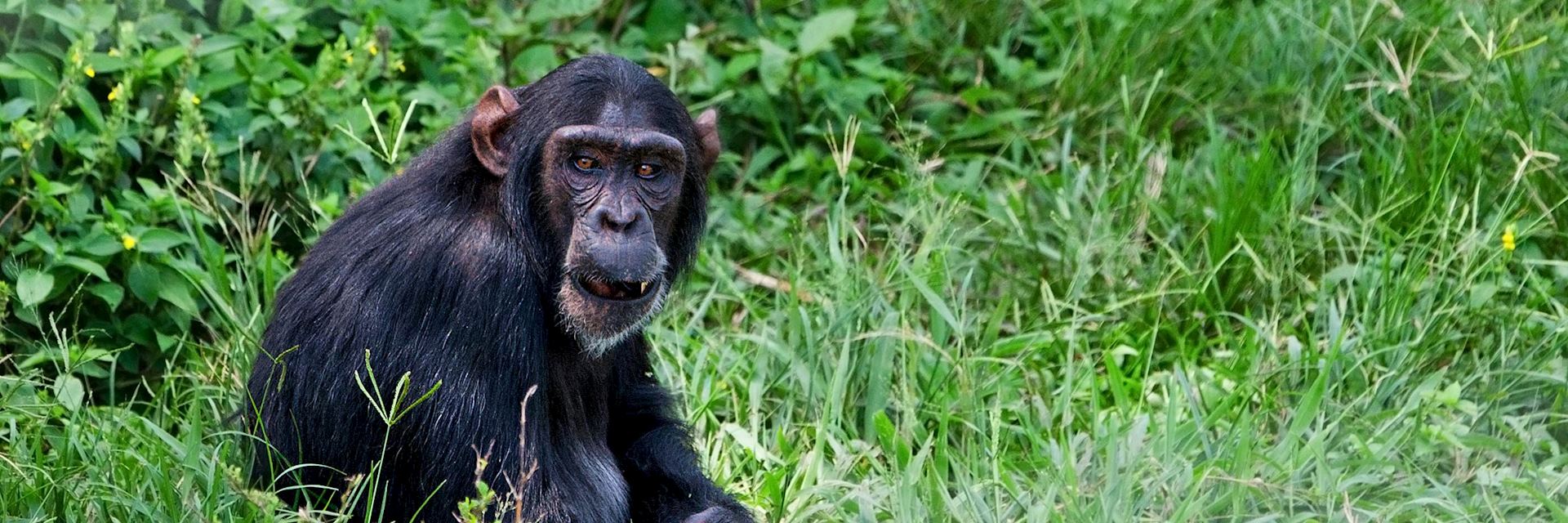 Chimpanzee, Ngamba Island Chimpanzee Sanctuary