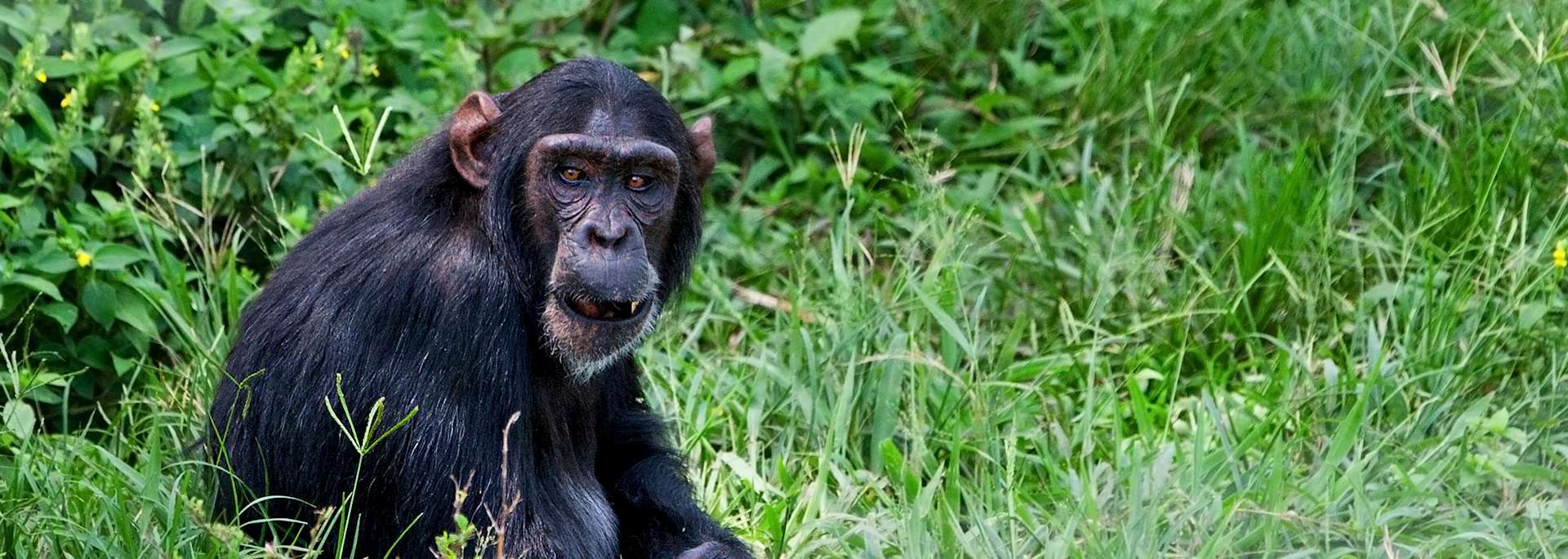 Chimpanzee, Ngamba Island Chimpanzee Sanctuary