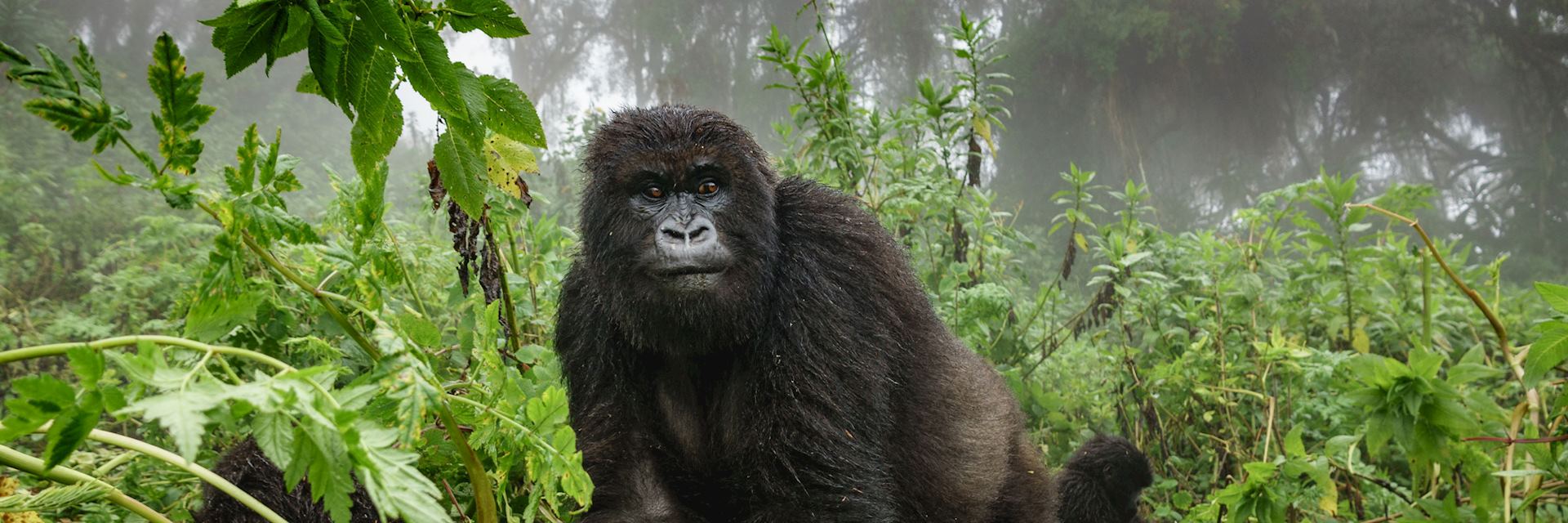 Gorilla in Mgahinga National Park
