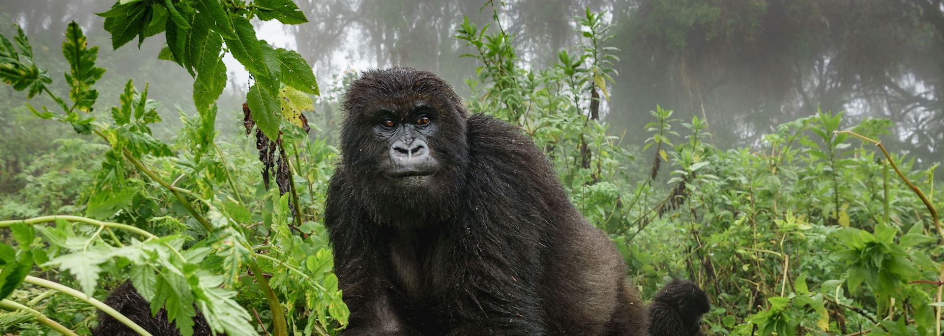 Gorilla in Mgahinga National Park