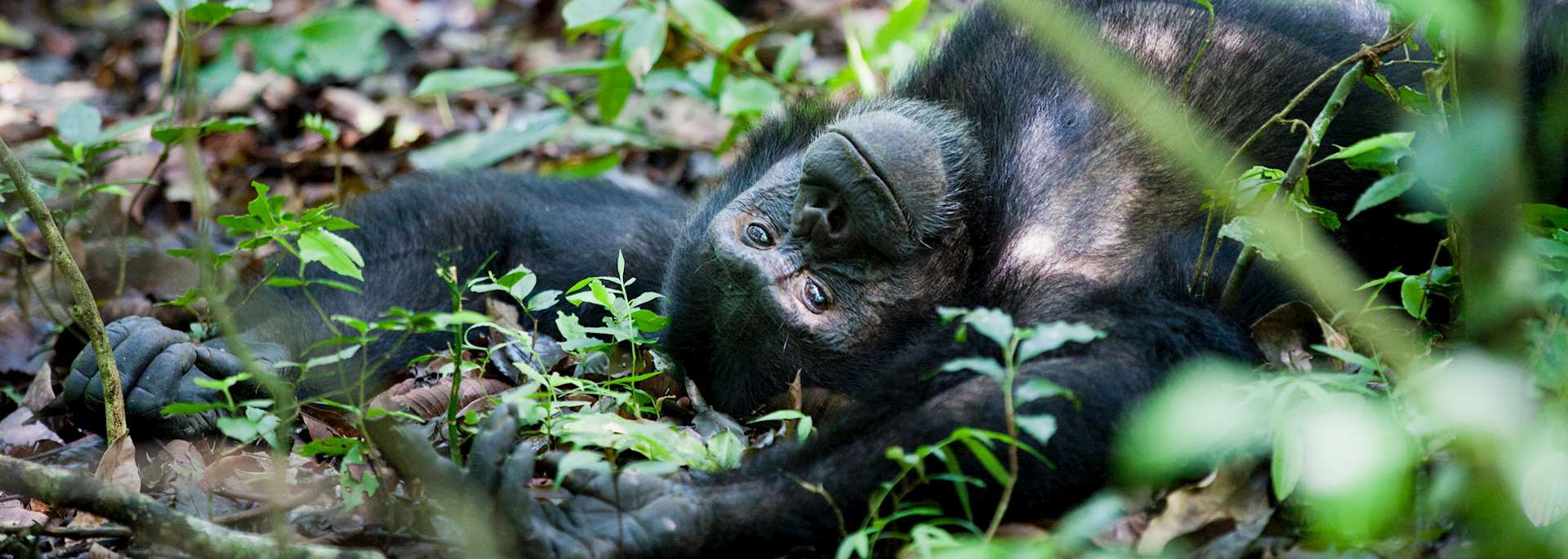 Chimpanzee in Kibale Forest National Park