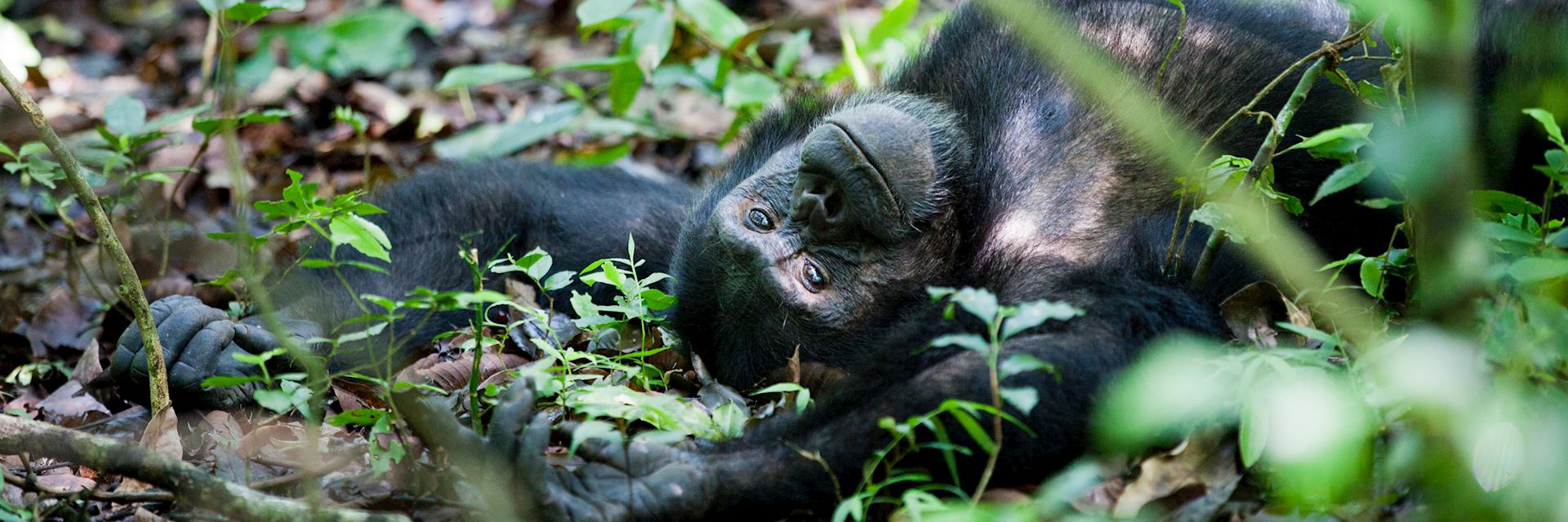 Chimpanzee in Kibale Forest National Park