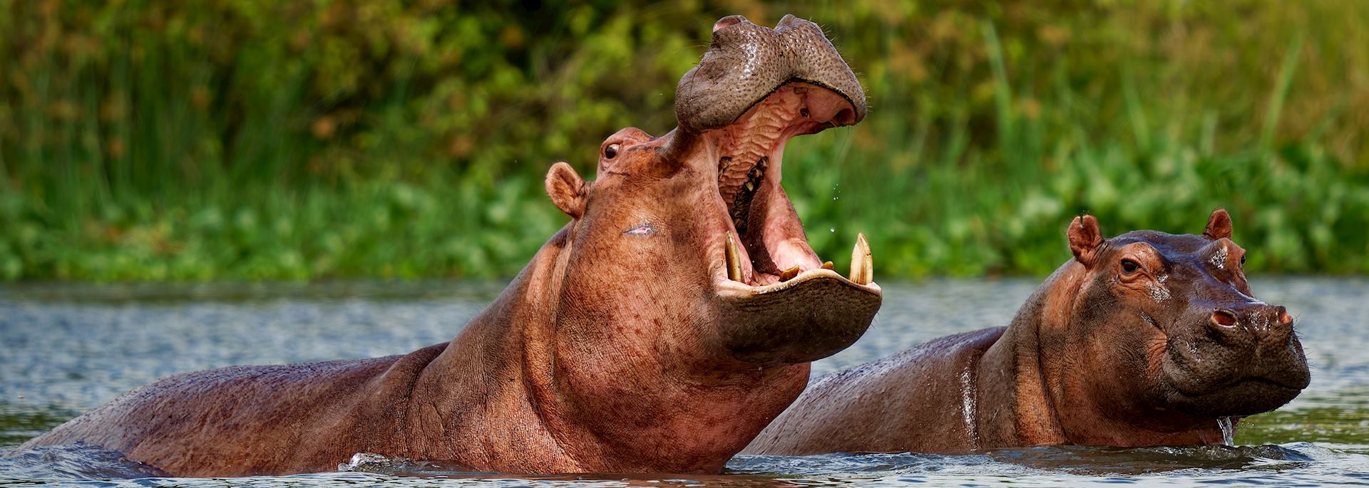 Hippos in Queen Elizabeth National Park