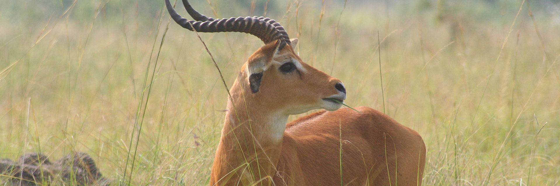 Ugandan kob in Ishasha