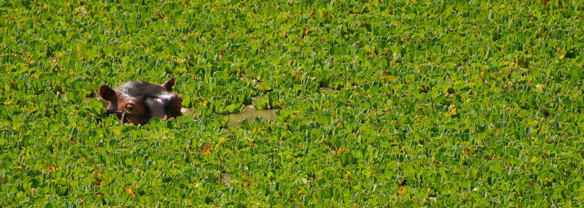 Hippo in South Luangwa National Park