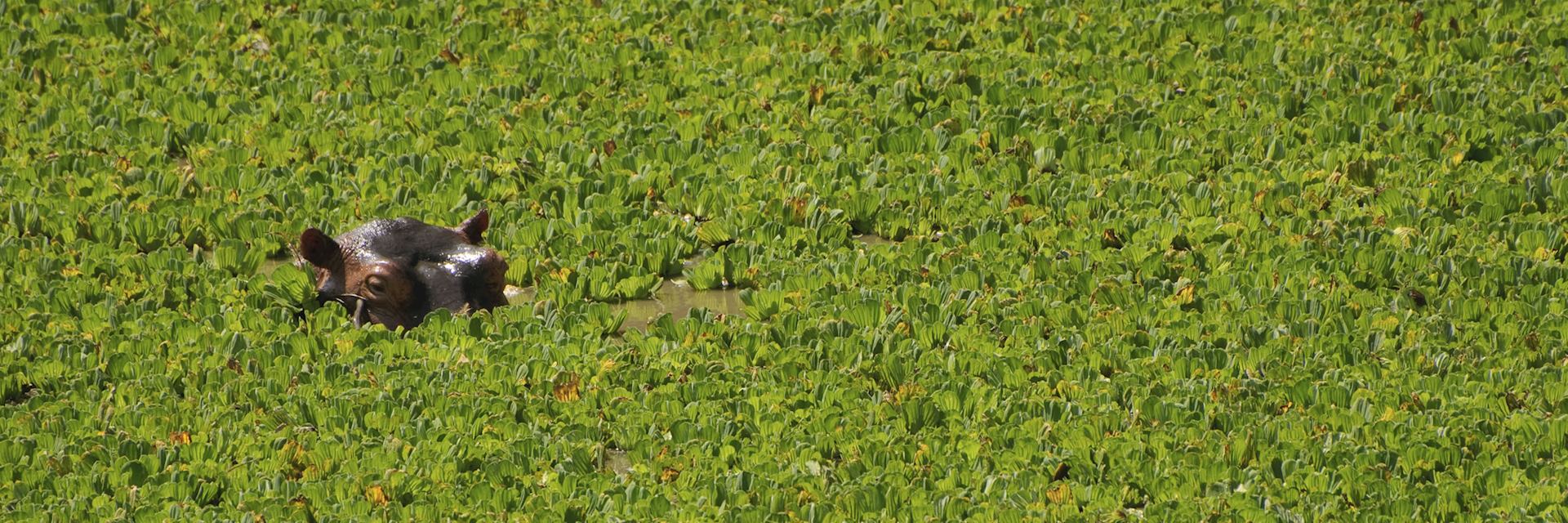 Hippo in South Luangwa National Park