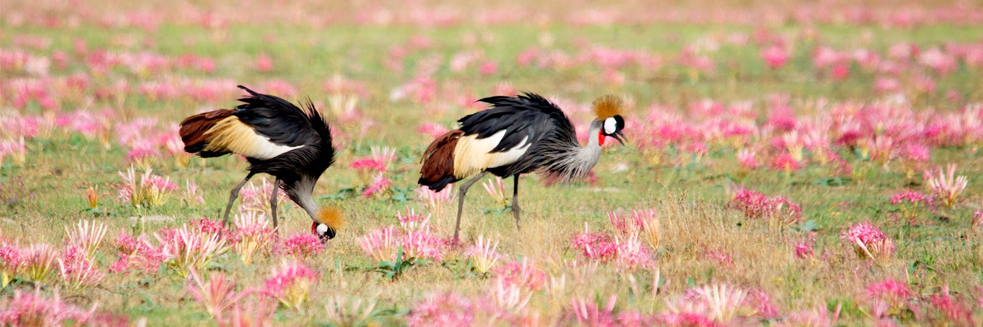 Crowned cranes in South Luangwa National Park