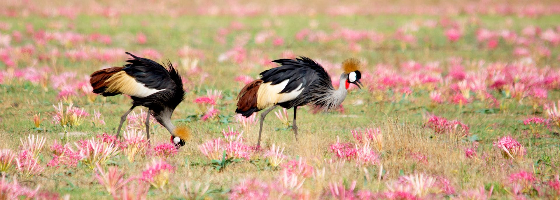 Crowned cranes in South Luangwa National Park