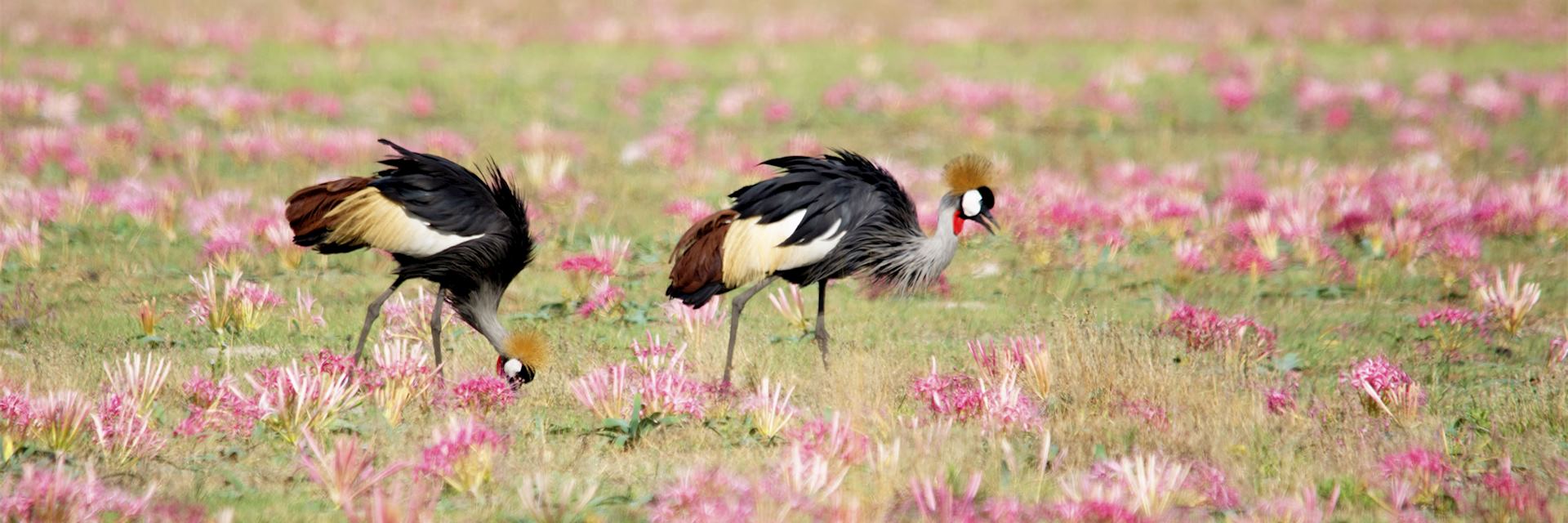Crowned cranes in South Luangwa National Park