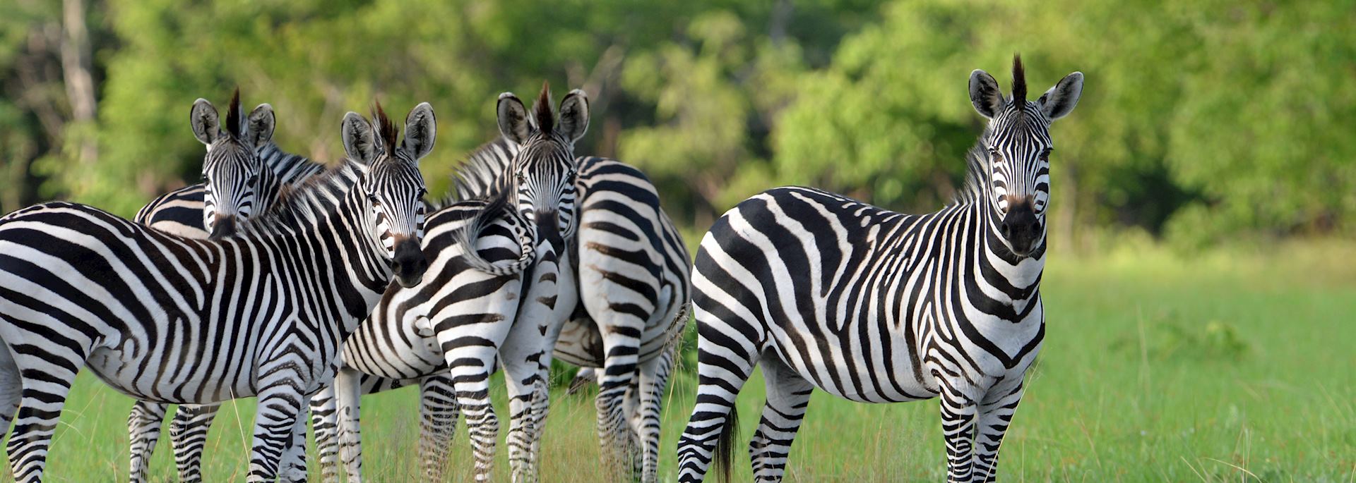 Zebra spotted in Zambia's green season