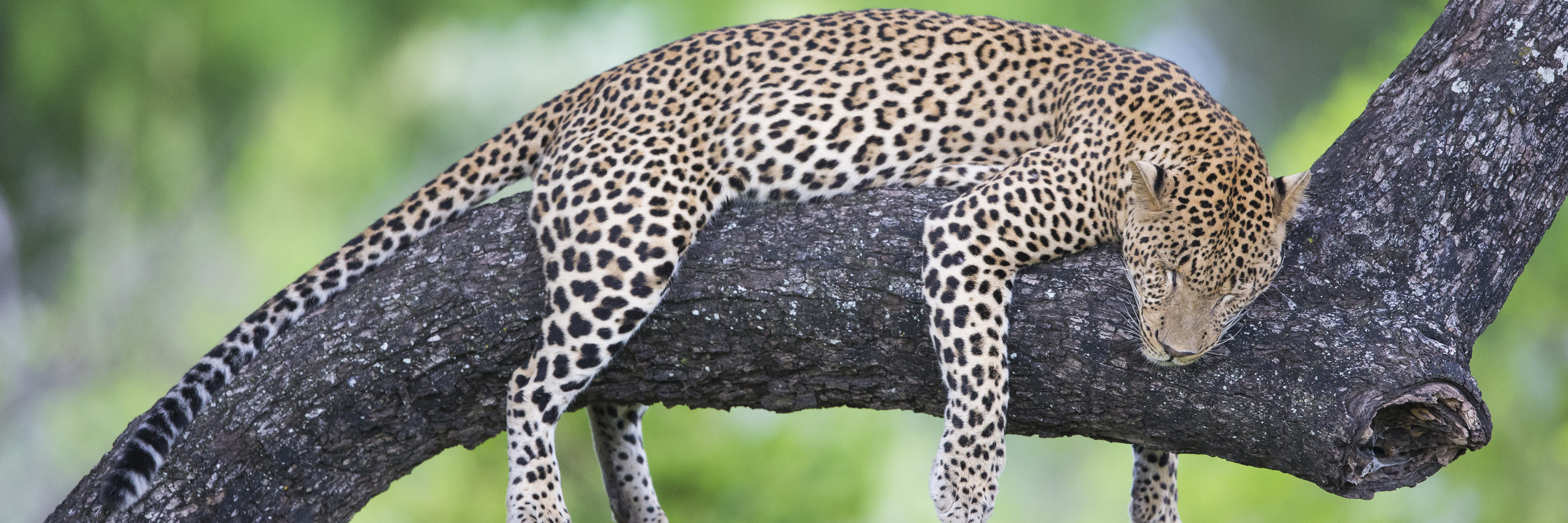 Leopard in Kafue National Park