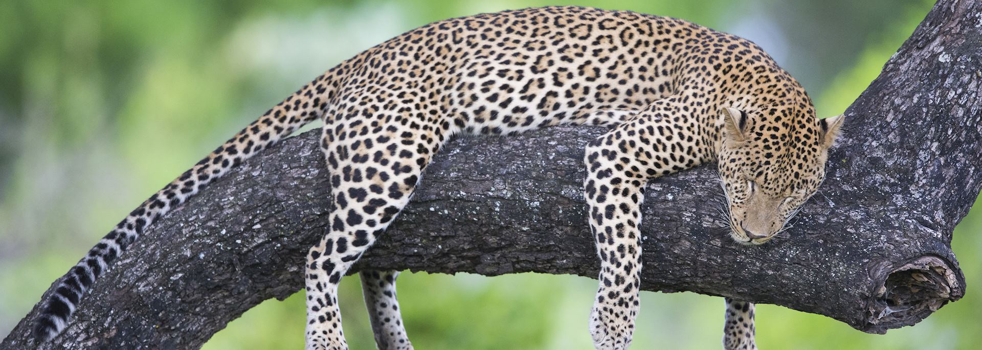 Leopard in Kafue National Park