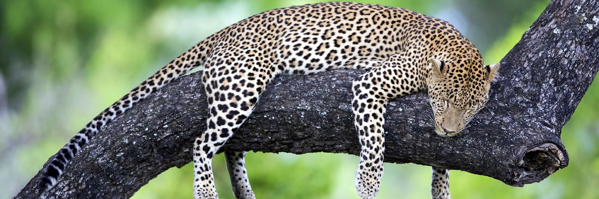 Leopard in Kafue National Park