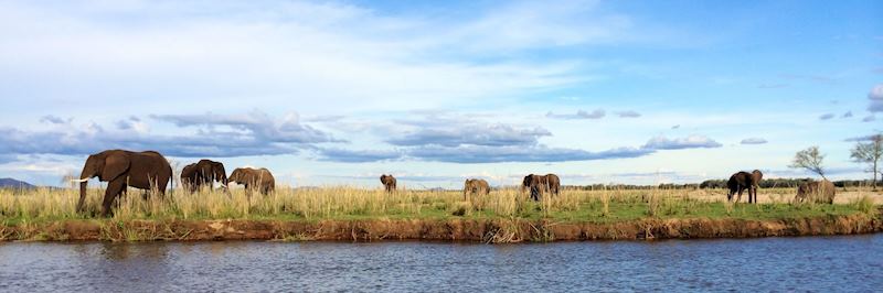 Elephant in the Lower Zambezi National Park
