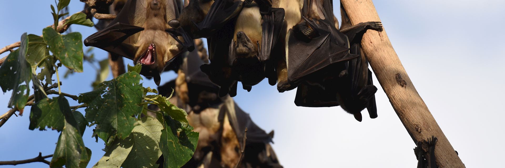 Straw-coloured fruit bats, Zambia