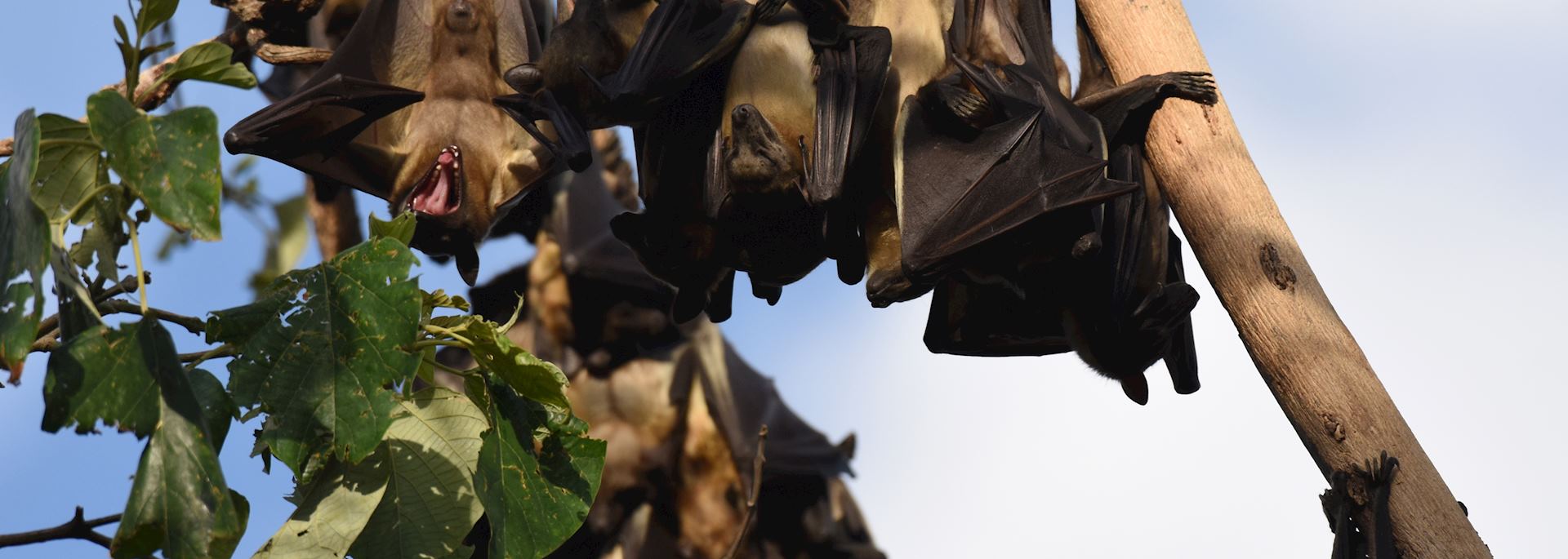 Straw-coloured fruit bats, Zambia