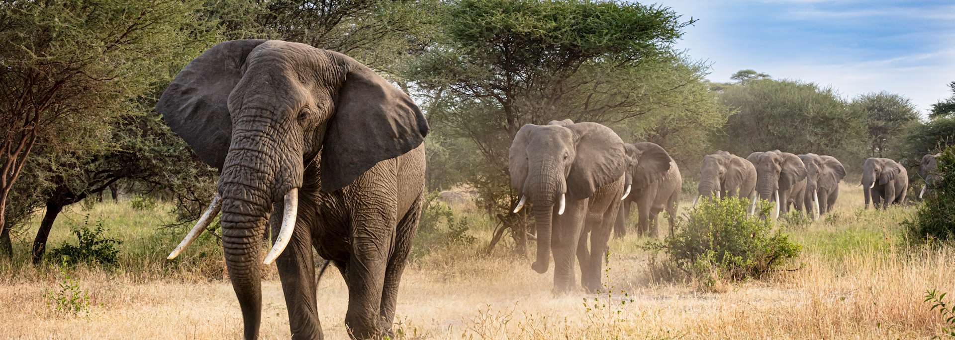 Elephant in South Luangwa National Park