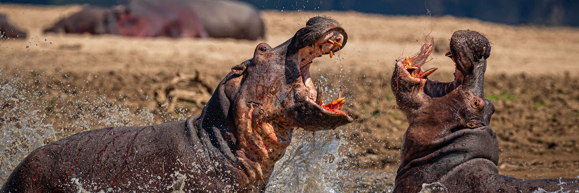 Hippo in South Luangwa