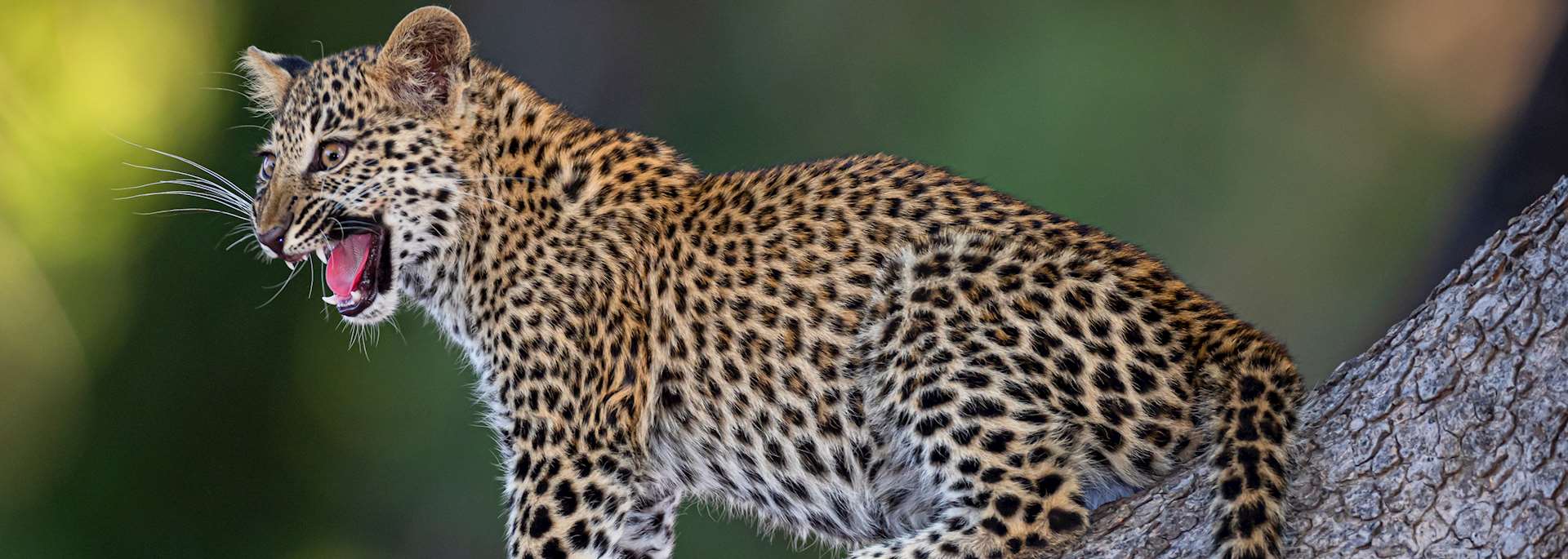 Floating on the new sens 🤤 #rainbowsixsiege #r6 #r6clips #norecoil #r... |  TikTok, image size:1920x685