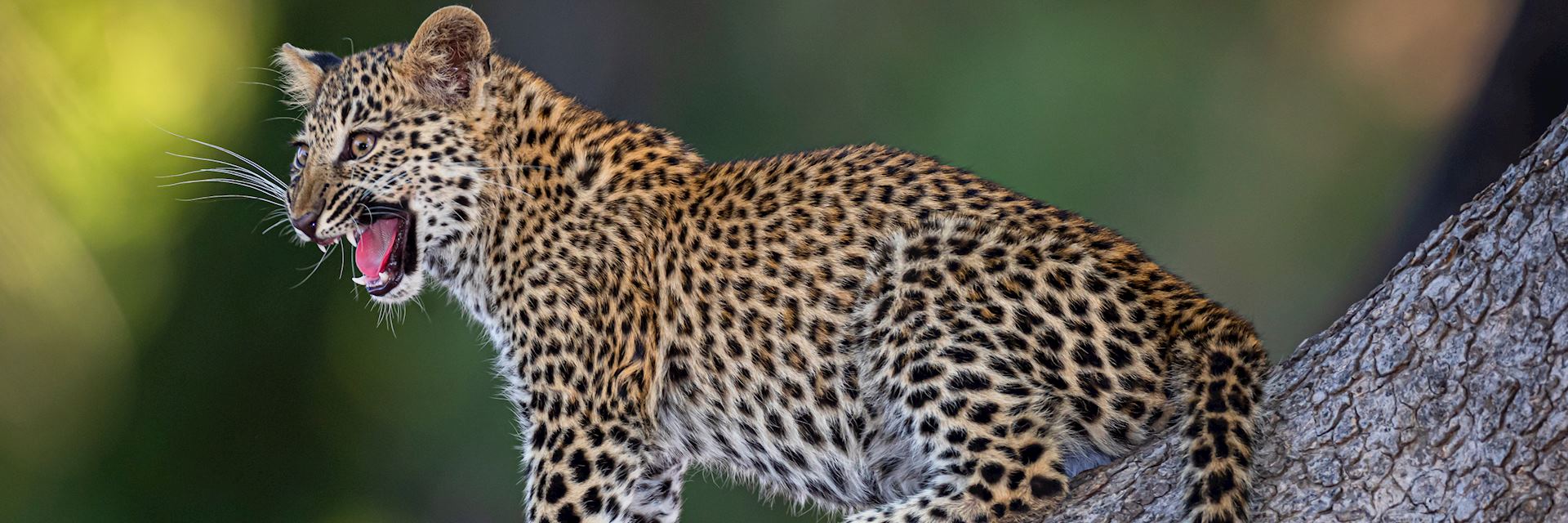 Leopard cub in South Luangwa