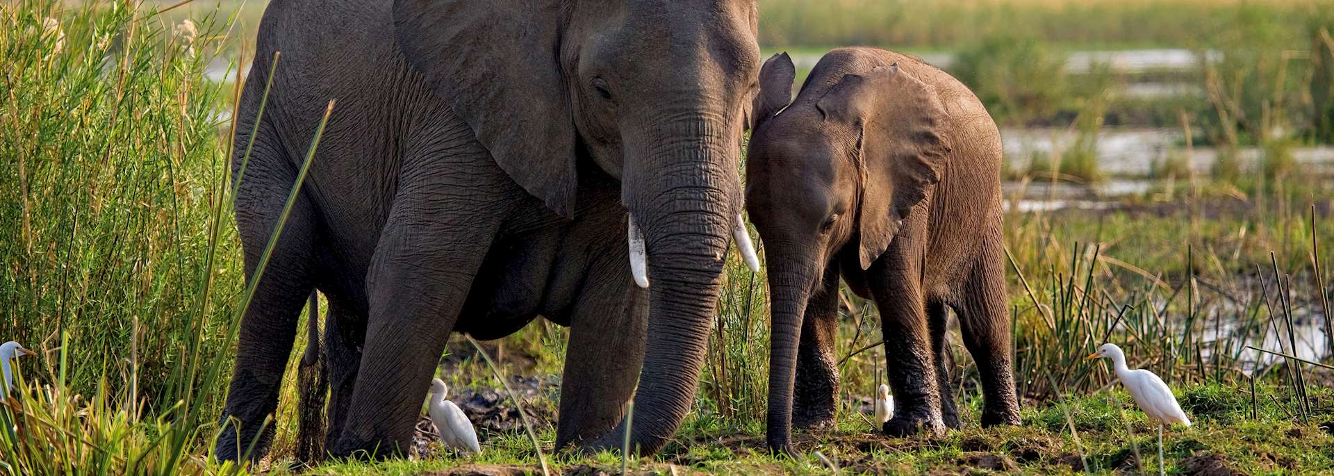 Elephant in Lower Zambezi National Park