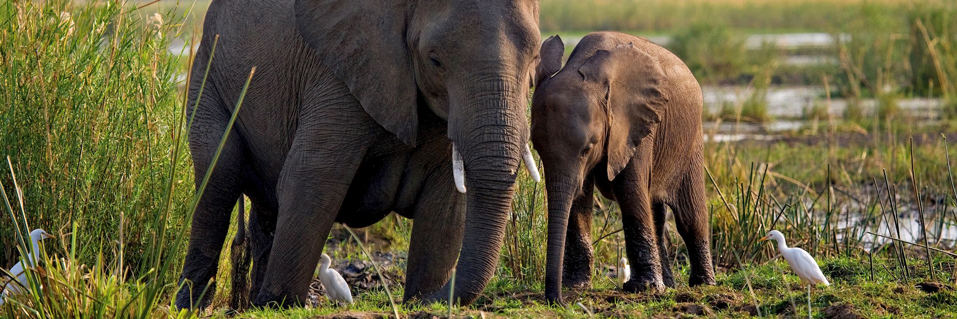 Elephant in Lower Zambezi National Park
