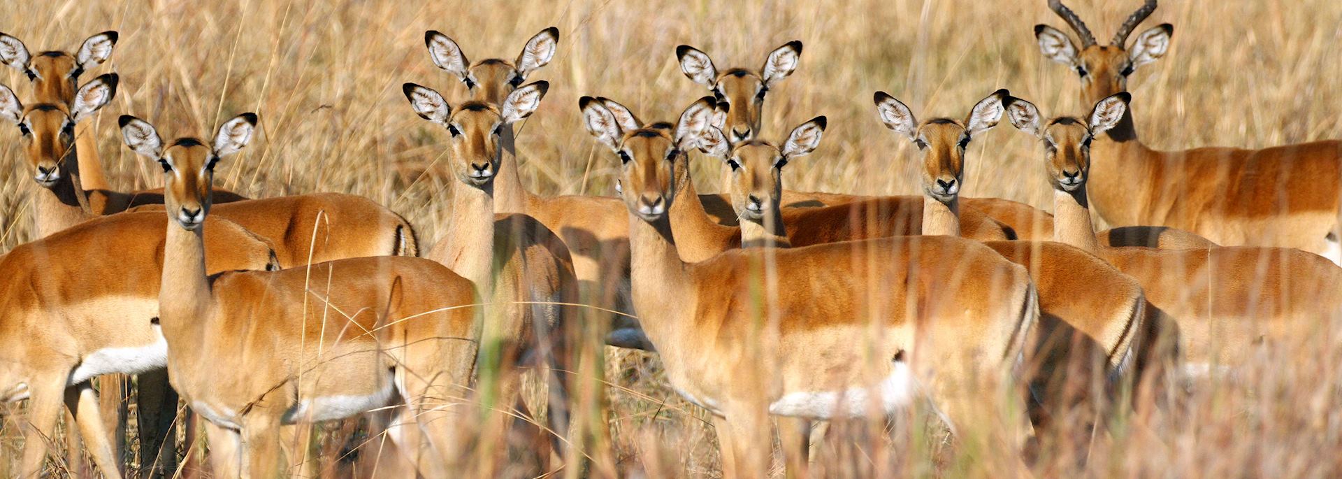 Impalas, Kafue National Park