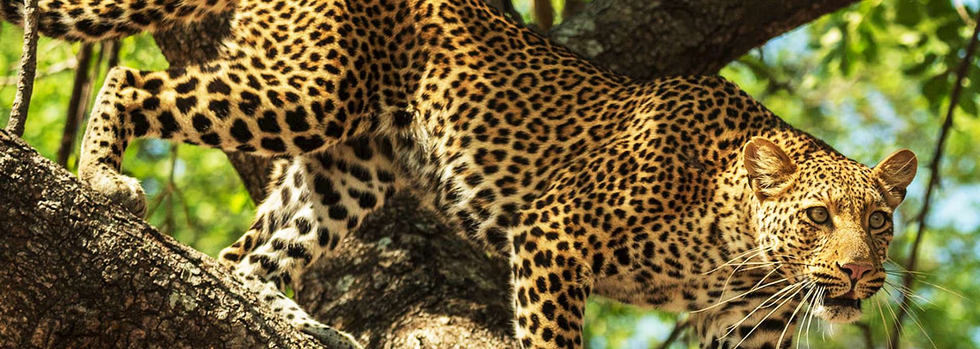 Leopard, South Luangwa National Park