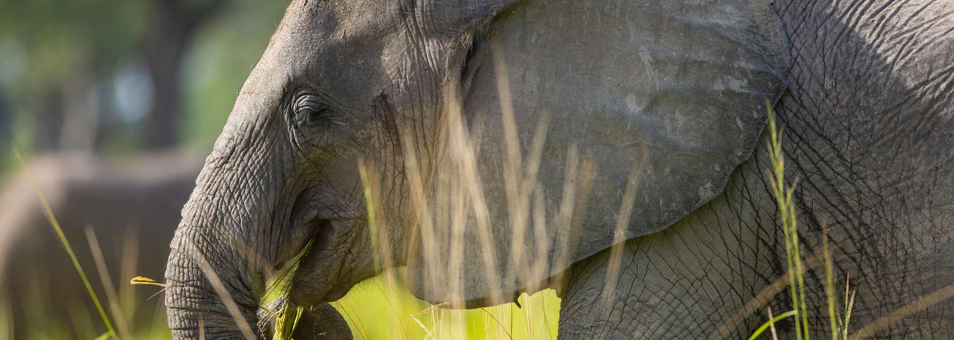 Elephant in South Luangwa National Park