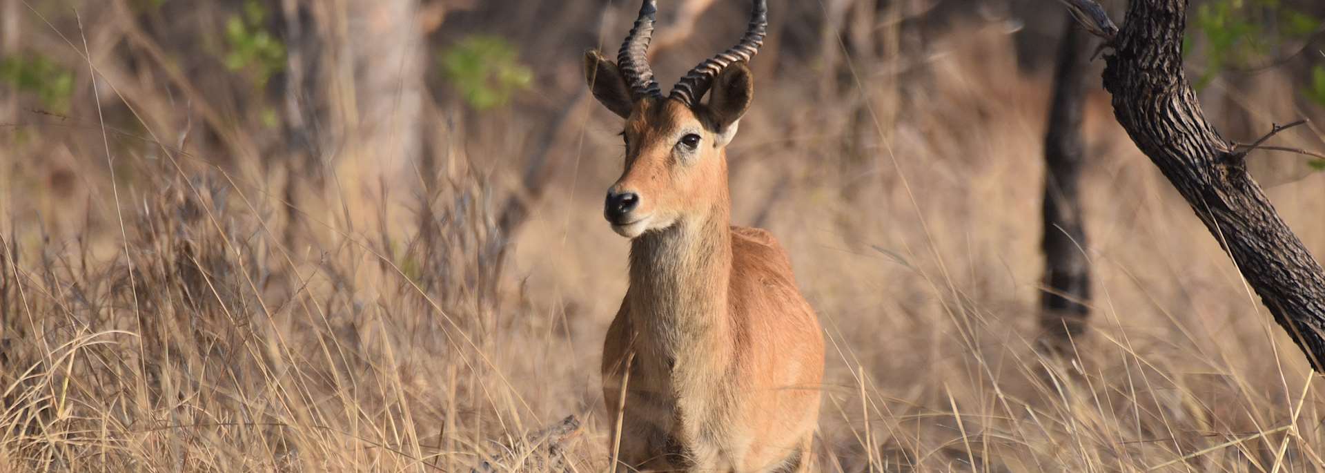 Puku in Kafue National Park