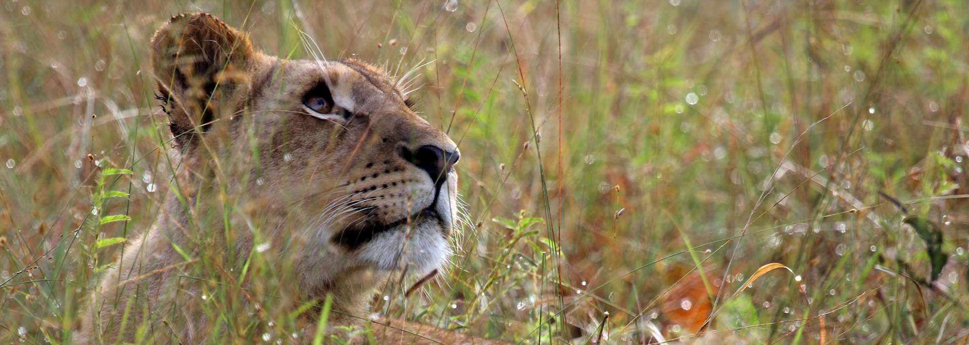 Lioness in South Luangwa National Park