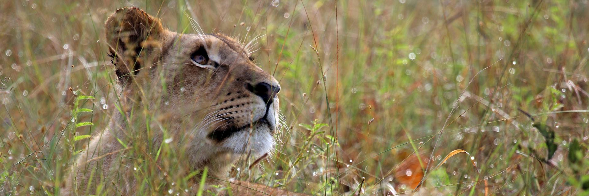 Lioness in South Luangwa National Park