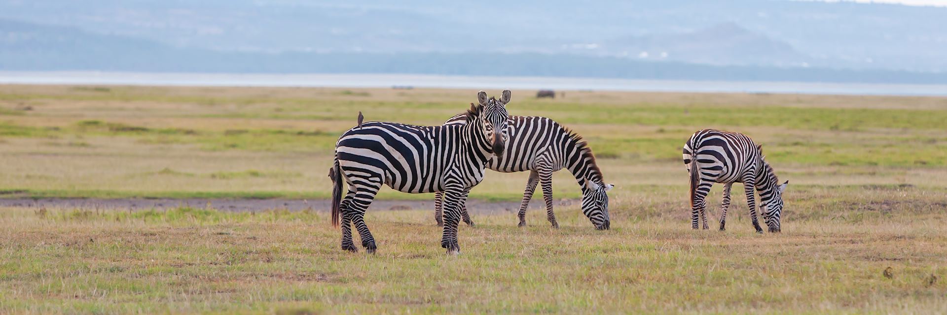 Giraffe in Zambia