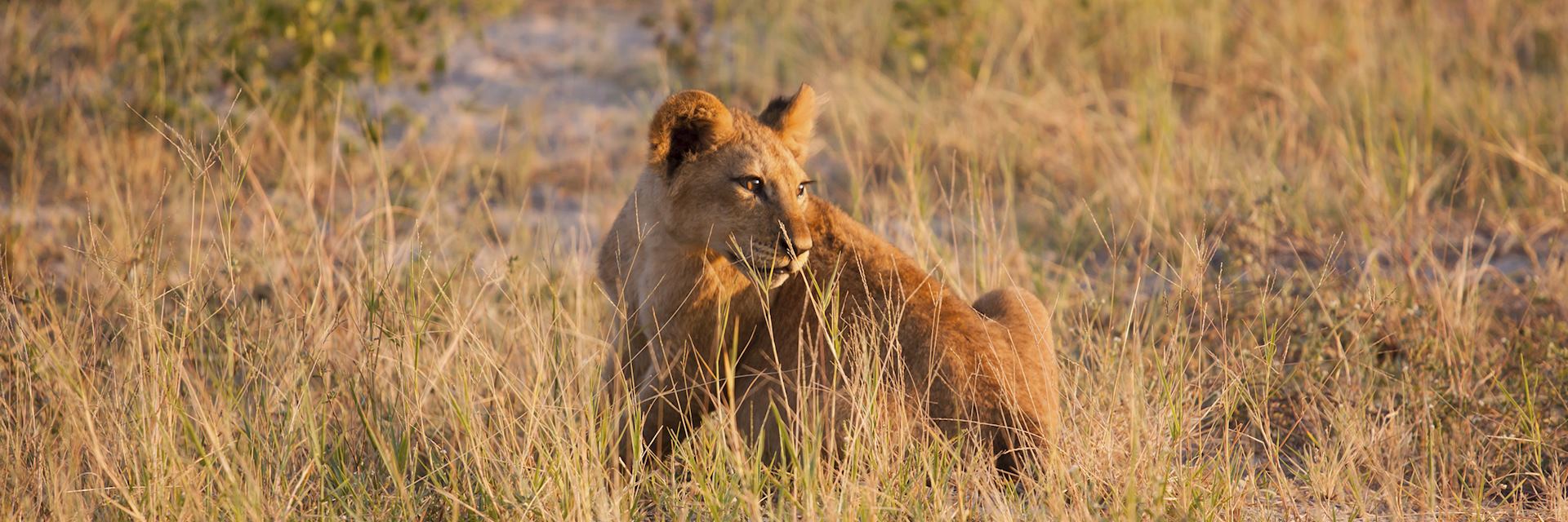 Lion cub, South Luangwa National Park