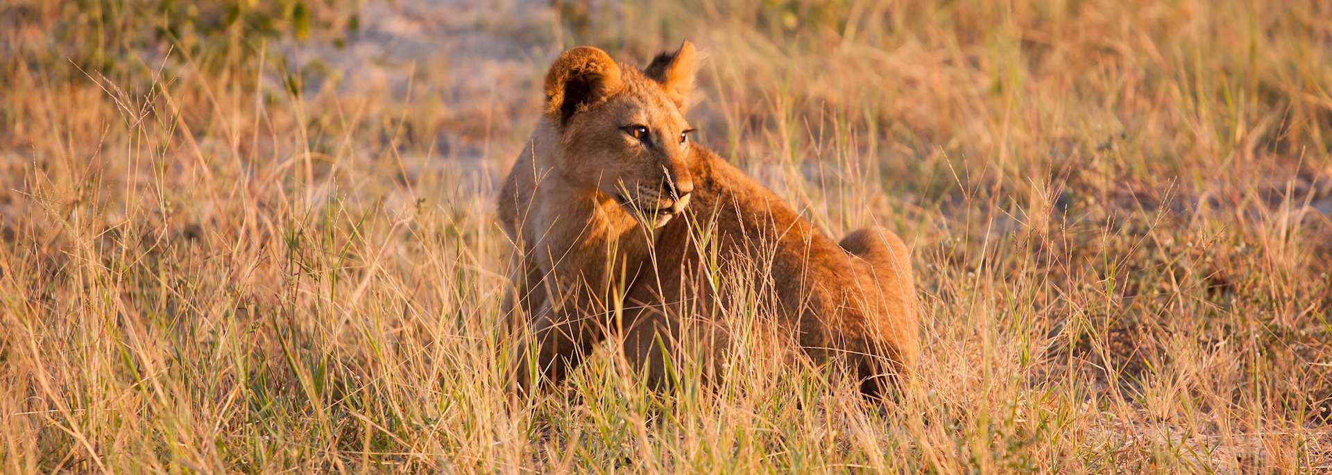 Lion cub, South Luangwa National Park